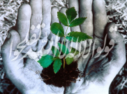 موحّد حقیقی